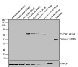 Invitrogen V5 Tag Monoclonal Antibody (SV5-Pk1) 100 &mu;g; Unconjugated:Antibodies,