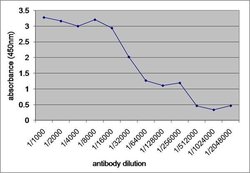 Invitrogen V5 Tag Monoclonal Antibody (SV5-Pk1) 100 &mu;g; Unconjugated:Antibodies,