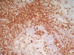 Invitrogen CD7 Monoclonal Antibody (LT7) 200 &mu;g; Unconjugated:Antikörper