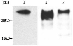 Invitrogen MAP2 Monoclonal Antibody (MT-01) 100 &mu;g; Unconjugated:Antibodies,