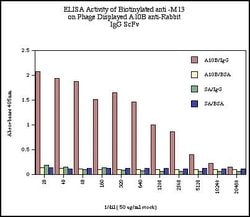 Invitrogen M13 Phage coat protein Monoclonal Antibody (E1), Biotin 50 &mu;g;