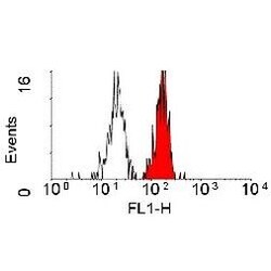 Invitrogen CD98 Monoclonal Antibody (44D7) 100 &mu;g; Unconjugated:Antibodies,