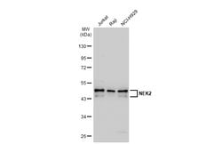 Invitrogen NEK2 Monoclonal Antibody (1B6) 100 &mu;L; Unconjugated:Antibodies,