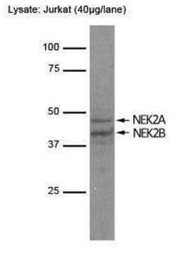 Invitrogen NEK2 Monoclonal Antibody (1B6) 100 &mu;L; Unconjugated:Antibodies,
