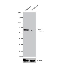 Invitrogen PMEL Monoclonal Antibody (HMB45) 500 &mu;L; Unconjugated:Antibodies,