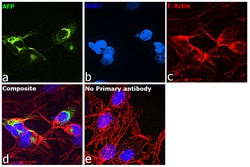 Invitrogen AFP Monoclonal Antibody (C2) 100 &mu;g | Buy Online | Invitrogen&trade; | Fisher Scientific