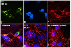 Invitrogen AFP Monoclonal Antibody (C2) 100 &mu;g | Buy Online | Invitrogen&trade; | Fisher Scientific
