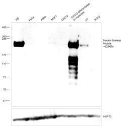 Invitrogen Myosin Skeletal Muscle Monoclonal Antibody (414) 1 mL; Unconjugated:Antibodies,