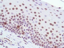 Invitrogen HMGN1 Monoclonal Antibody (SPM515) 1 mL; Unconjugated:Antibodies,
