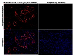 Invitrogen Progesterone Receptor Monoclonal Antibody (PR-AT 4.14) 100 &mu;g;