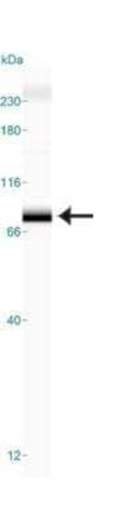 Invitrogen TRF2 Monoclonal Antibody (4A794.15) 100 &mu;g; Unconjugated:Anticuerpos