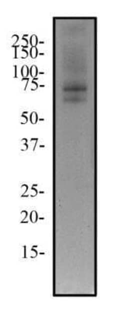 Invitrogen TRF2 Monoclonal Antibody (4A794.15) 100 &mu;g; Unconjugated:Anticuerpos