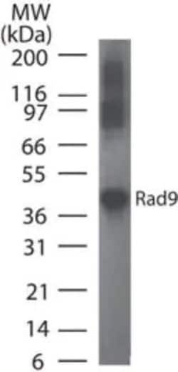 Invitrogen RAD9 Monoclonal Antibody (93A535) 100 &mu;g; Unconjugated:Antibodies,