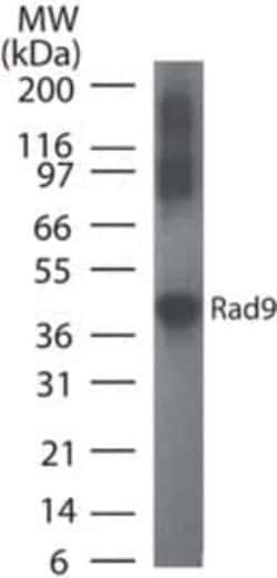 Invitrogen RAD9 Monoclonal Antibody (93A535) 100 &mu;g | Buy Online | Invitrogen&trade; | Fisher Scientific