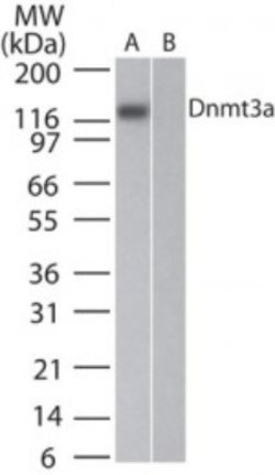 DNMT3A Monoclonal Antibody (64B814.1), Invitrogen 100 &mu;g | Buy Online | Thermo Scientific | Fisher Scientific