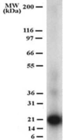 Invitrogen CD254 (RANK Ligand) Monoclonal Antibody (12A380) 100 &mu;g | Buy Online | Invitrogen&trade; | Fisher Scientific
