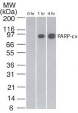 Invitrogen PARP1 (cleaved Asp214, Asp215) Monoclonal Antibody (194C1439)
