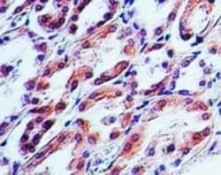 Invitrogen TRAIL Monoclonal Antibody (55B709.3) 100 &mu;g; Unconjugated:Antibodies,