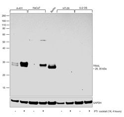 Invitrogen TRAIL Monoclonal Antibody (55B709.3) 100 &mu;g; Unconjugated:Antibodies,