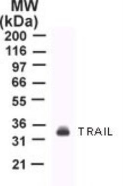 Invitrogen TRAIL Monoclonal Antibody (55B709.3) 100 &mu;g; Unconjugated:Antibodies,