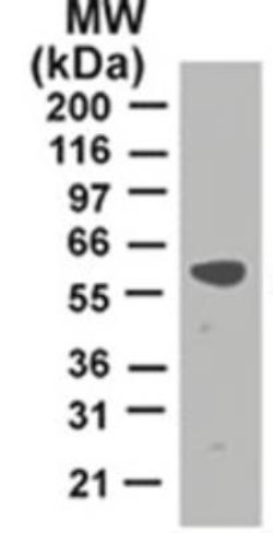 Invitrogen TRAF2 Monoclonal Antibody (33A1293) 100 &mu;g; Unconjugated:Antibodies,