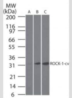 Invitrogen ROCK1 (Cleaved Asp1113) Monoclonal Antibody (154C1465) 100 &mu;g | Buy Online | Invitrogen&trade; | Fisher Scientific
