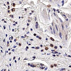 Invitrogen PGRP-S Monoclonal Antibody (188C424) 100 &mu;g; Unconjugated:Antibodies,