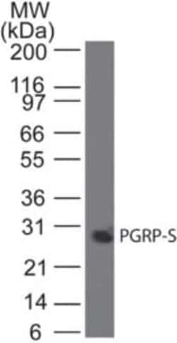 Invitrogen PGRP-S Monoclonal Antibody (188C424) 100 &mu;g; Unconjugated:Antibodies,
