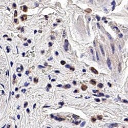 Invitrogen PGRP-S Monoclonal Antibody (188C424) 100 &mu;g; Unconjugated:Antibodies,