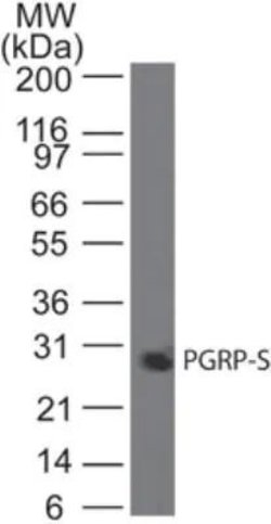 Invitrogen PGRP-S Monoclonal Antibody (188C424) 100 &mu;g; Unconjugated:Antibodies,