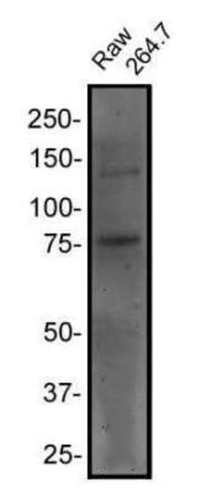 Invitrogen RANK Monoclonal Antibody (64C1385.1) 100 &mu;g | Buy Online | Invitrogen&trade; | Fisher Scientific