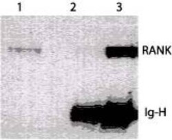Invitrogen RANK Monoclonal Antibody (64C1385.1) 100 &mu;g | Buy Online | Invitrogen&trade; | Fisher Scientific