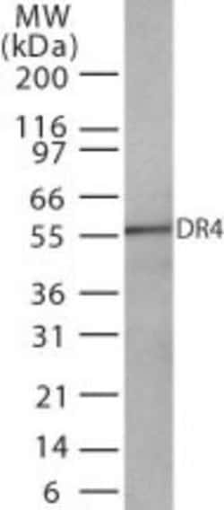 Invitrogen DR4 Monoclonal Antibody (32A242) 100 &mu;g | Buy Online | Invitrogen&trade; | Fisher Scientific
