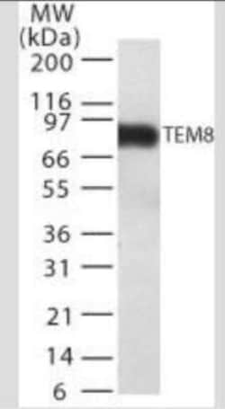 Invitrogen TEM8 Monoclonal Antibody (200C1339 (SB20)) 100 &mu;g | Buy Online | Invitrogen&trade; | Fisher Scientific