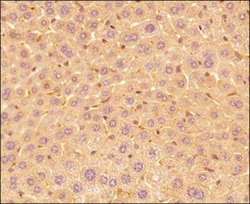 Invitrogen IL-25 Monoclonal Antibody (68C1039.2) 100 &mu;g | Buy Online | Invitrogen&trade; | Fisher Scientific