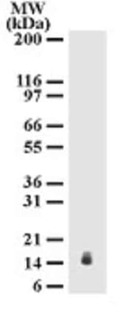 Invitrogen IL-25 Monoclonal Antibody (68C1039.2) 100 &mu;g | Buy Online | Invitrogen&trade; | Fisher Scientific