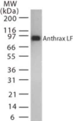 Invitrogen Anthrax Lethal Factor Monoclonal Antibody (5F502.2) 100 &mu;g;
