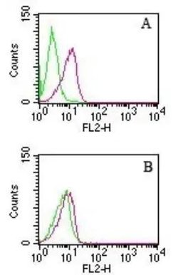 Invitrogen D4-GDI Monoclonal Antibody (97A1015) 100 &mu;g; Unconjugated:Antibodies,