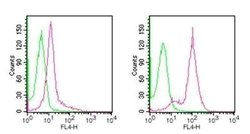 Invitrogen D4-GDI Monoclonal Antibody (97A1015) 100 &mu;g; Unconjugated:Antibodies,