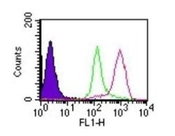 Invitrogen D4-GDI Monoclonal Antibody (97A1015) 100 &mu;g; Unconjugated:Antibodies,