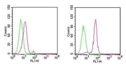 Invitrogen D4-GDI Monoclonal Antibody (97A1015) 100 &mu;g; Unconjugated:Antibodies,