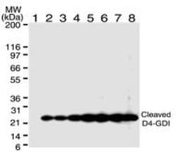 Invitrogen D4-GDI Monoclonal Antibody (97A1015) 100 &mu;g; Unconjugated:Antibodies,