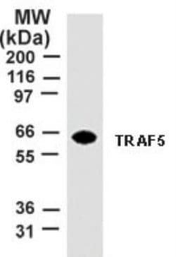 Invitrogen TRAF5 Monoclonal Antibody (55A219) 100 &mu;g; Unconjugated:Antibodies,