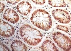 Invitrogen Bi-1 Monoclonal Antibody (20F430) 100 &mu;g; Unconjugated:Antibodies,