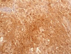 Invitrogen Bi-1 Monoclonal Antibody (20F430) 100 &mu;g; Unconjugated:Antibodies,