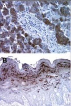 Invitrogen Bi-1 Monoclonal Antibody (20F430) 100 &mu;g; Unconjugated:Antibodies,
