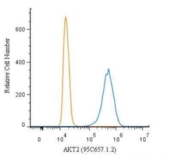 Invitrogen AKT2 Monoclonal Antibody (95C657.1.2) 200 &mu;L; Unconjugated:Antibodies,