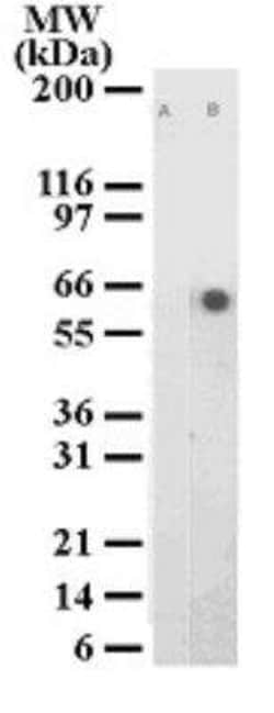 Invitrogen Phospho-ATF2 (Thr71) Monoclonal Antibody (103C411.2) 100 &mu;g;