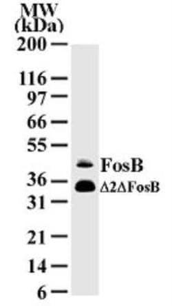 Invitrogen FosB Monoclonal Antibody (83B1138) 100 &mu;g; Unconjugated:Antibodies,