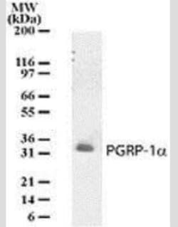 Invitrogen PGRP-1a Monoclonal Antibody (187C434) 200 &mu;L | Buy Online | Invitrogen&trade; | Fisher Scientific